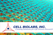 Migracin, invasin, adhesin celular