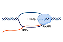 DRIPc-seq: analiza la distribucin genmica de los R-loops