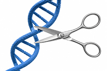 🧬 Knock-Out Cells multigu�a con CRISPR: rapidez, garant�a y ahora con 20% de descuento